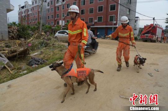 福州消防搜救犬分隊(duì)搜索“尼伯特”災(zāi)區(qū)閩清坍塌樓房