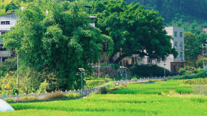 白樟鎮(zhèn)半山村：“小積分”激發(fā)鄉(xiāng)村治理“大能量”