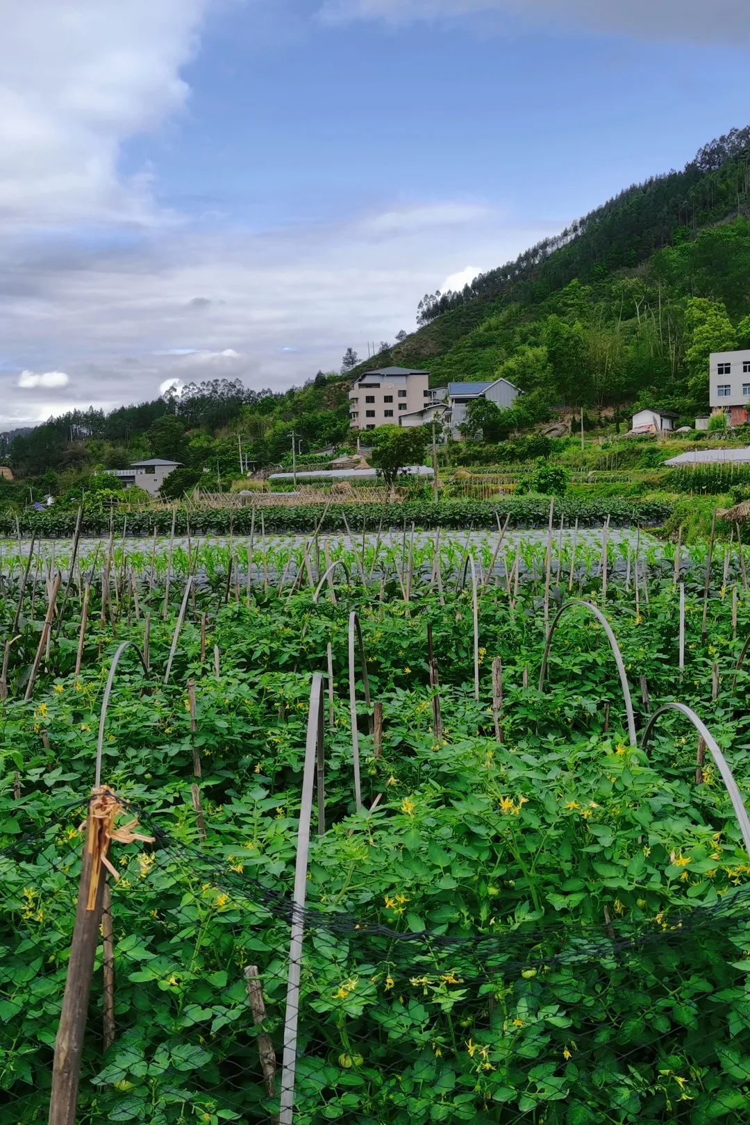 古厝、古樹、院士館……閩清這個傳統(tǒng)村落你去過了嗎,？