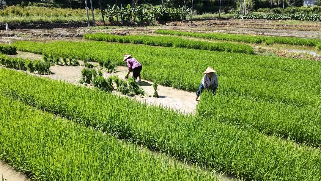 聽·見閩清 | 播放一首閩清的夏季 