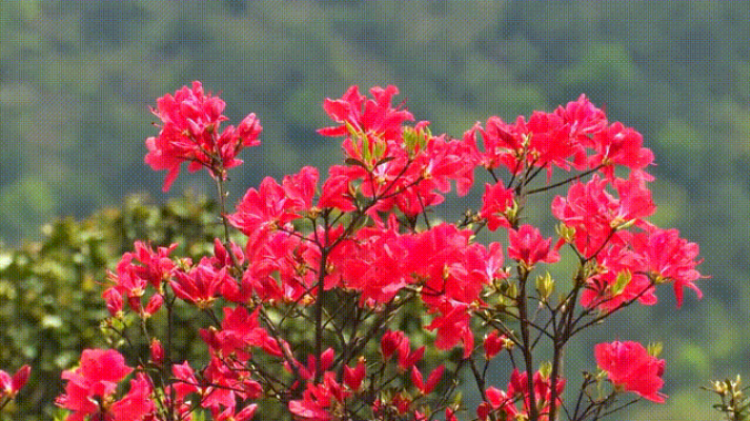 聽·見閩清 | 高崗山的杜鵑花