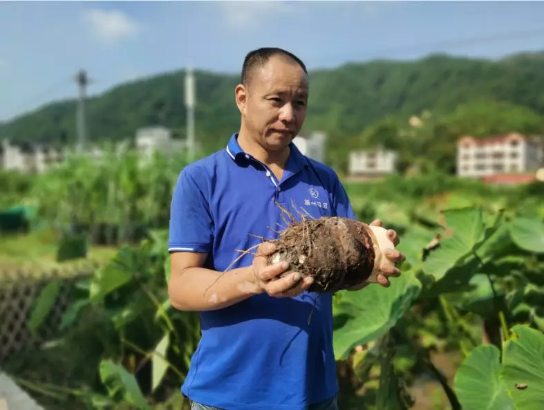 閩清縣省璜鎮(zhèn)下坂村150畝檳榔芋喜獲豐收 今年效益可觀