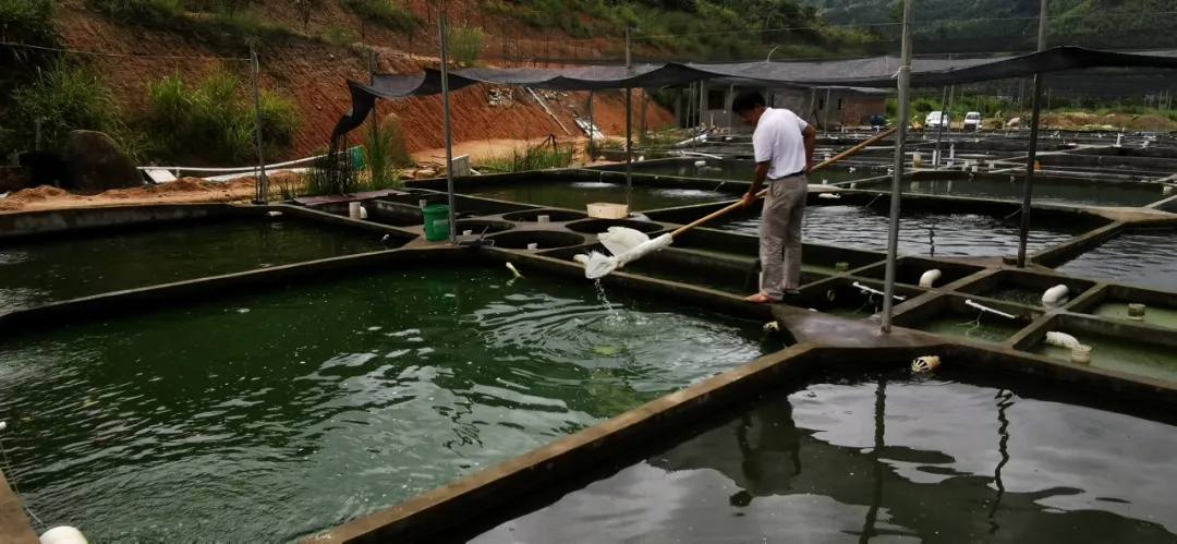 閩清這家金魚養(yǎng)殖基地越做越火的原因是……