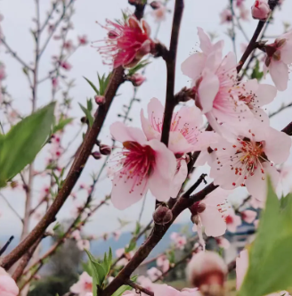 閩清九野小鎮(zhèn)漫山花海向你發(fā)出春天的邀請~