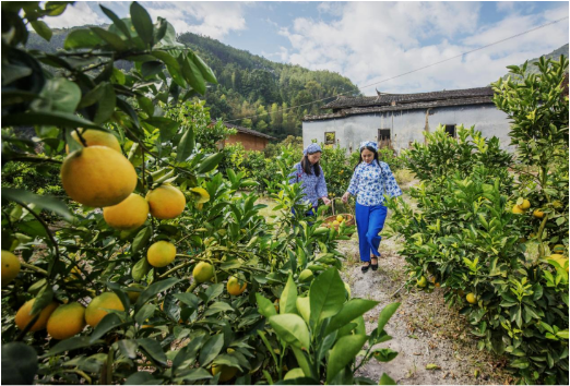 黨員帶富小山村 群眾致富有出路