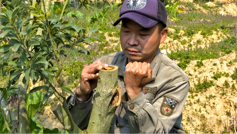 探索楊梅種植新模式！閩清店前村開拓鄉(xiāng)村振興致富之路