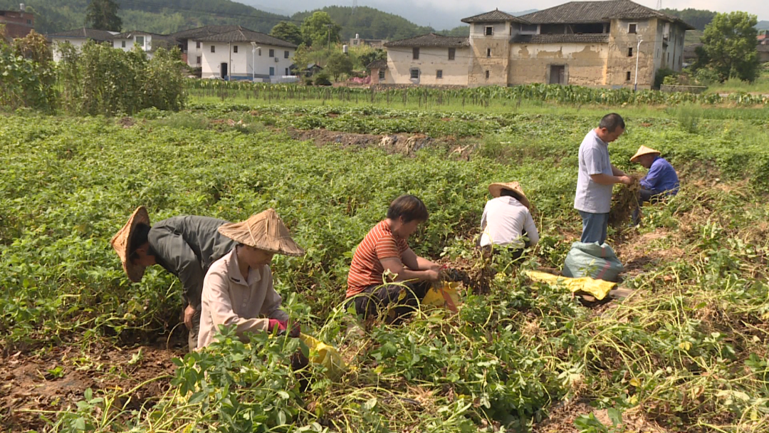 鄉(xiāng)村振興看閩清 | 開發(fā)荒廢地 種上致富果