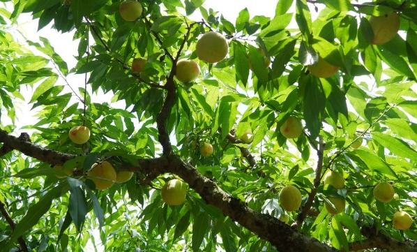 顏值高,、味道好，下祝水蜜桃甜蜜上市,！