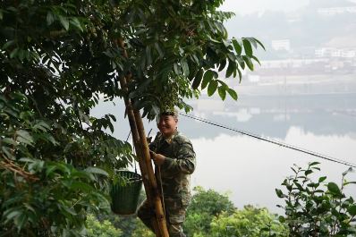 進入采摘期,！滿山橄欖青青 香飄白河江